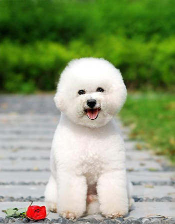 江苏香蕉视频APP下载宠物告诉您辨别优质狗粮四大古老方法